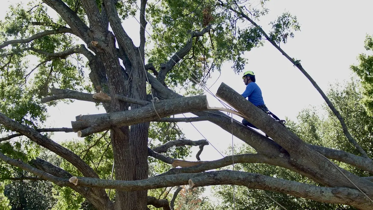 Professional Crown Thinning performed by certified arborists in North Manchester